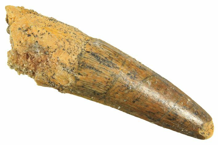 Fossil Spinosaurus Tooth - Real Dinosaur Tooth #297347